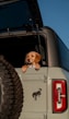 dog transportation emotional support animals