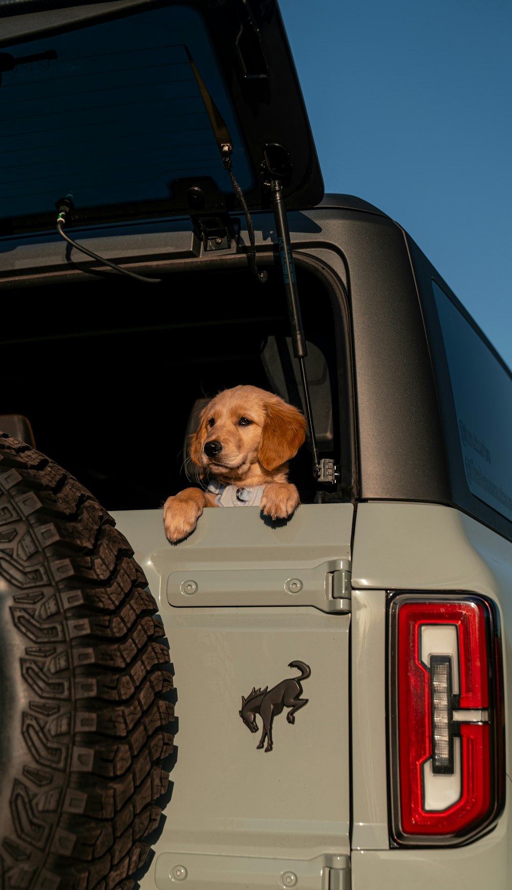 a dog sitting on the back of a truck