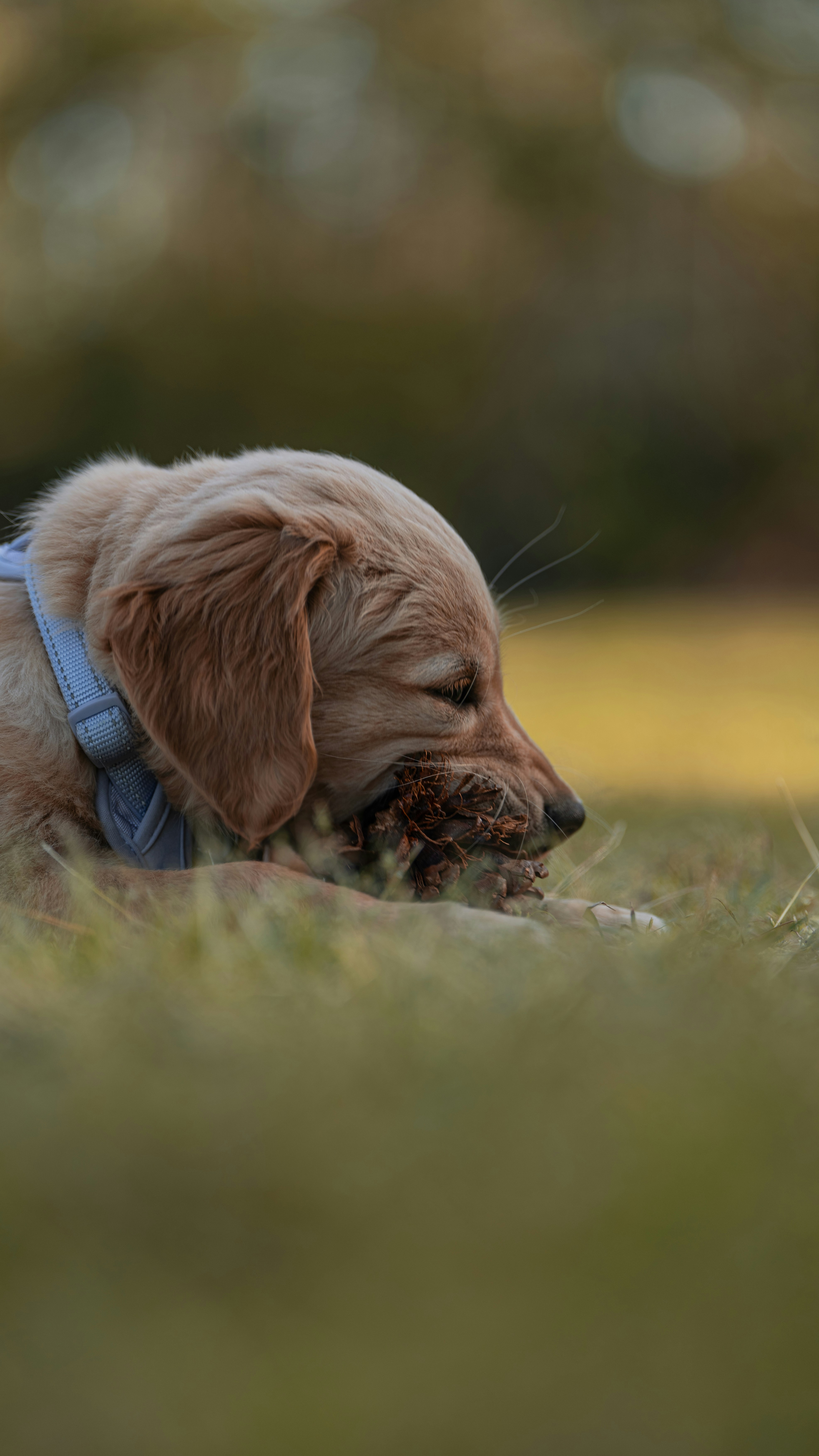 a brown dog laying on top of a lush green field