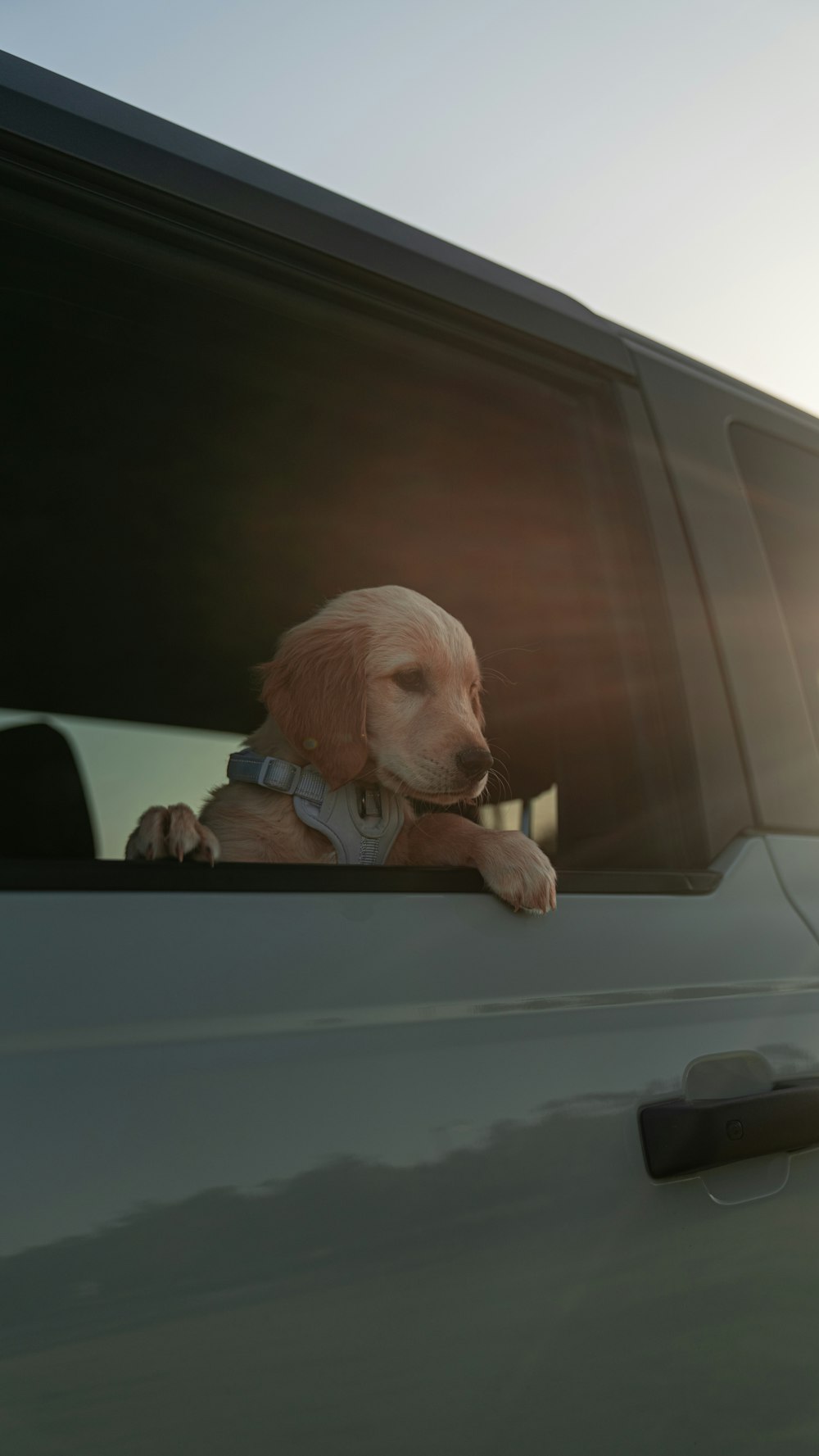 um cachorro enfiando a cabeça pela janela de um caminhão