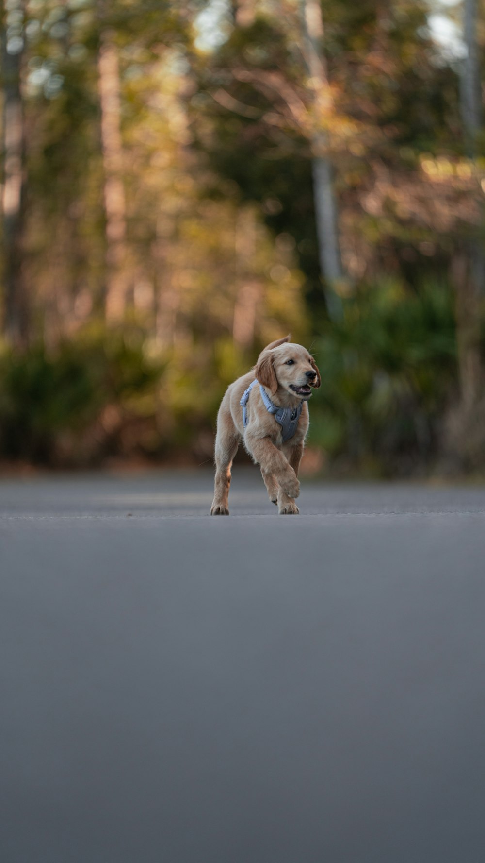 a dog that is standing in the street