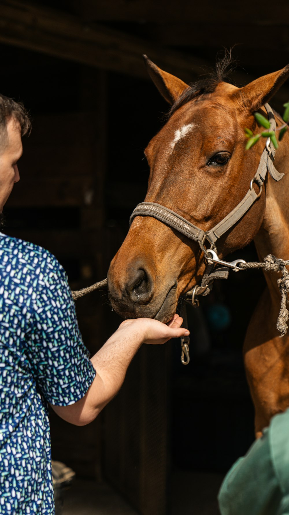 a man is petting a horse with a bridle