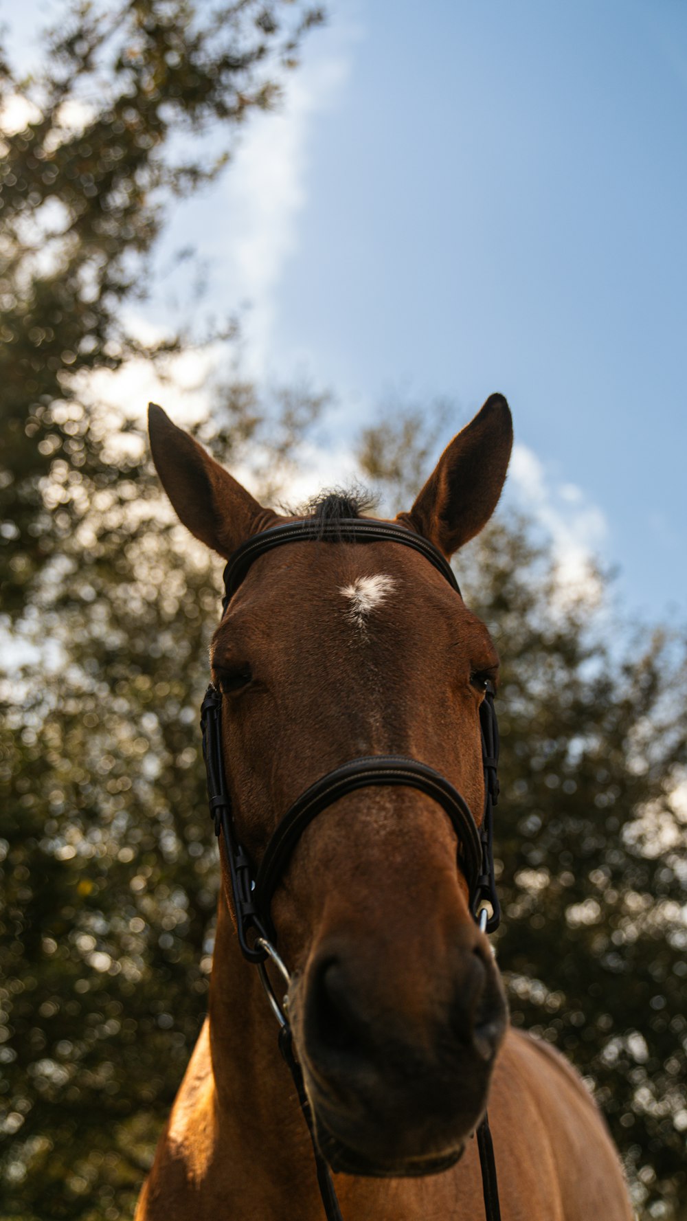 a close up of a horse with trees in the background