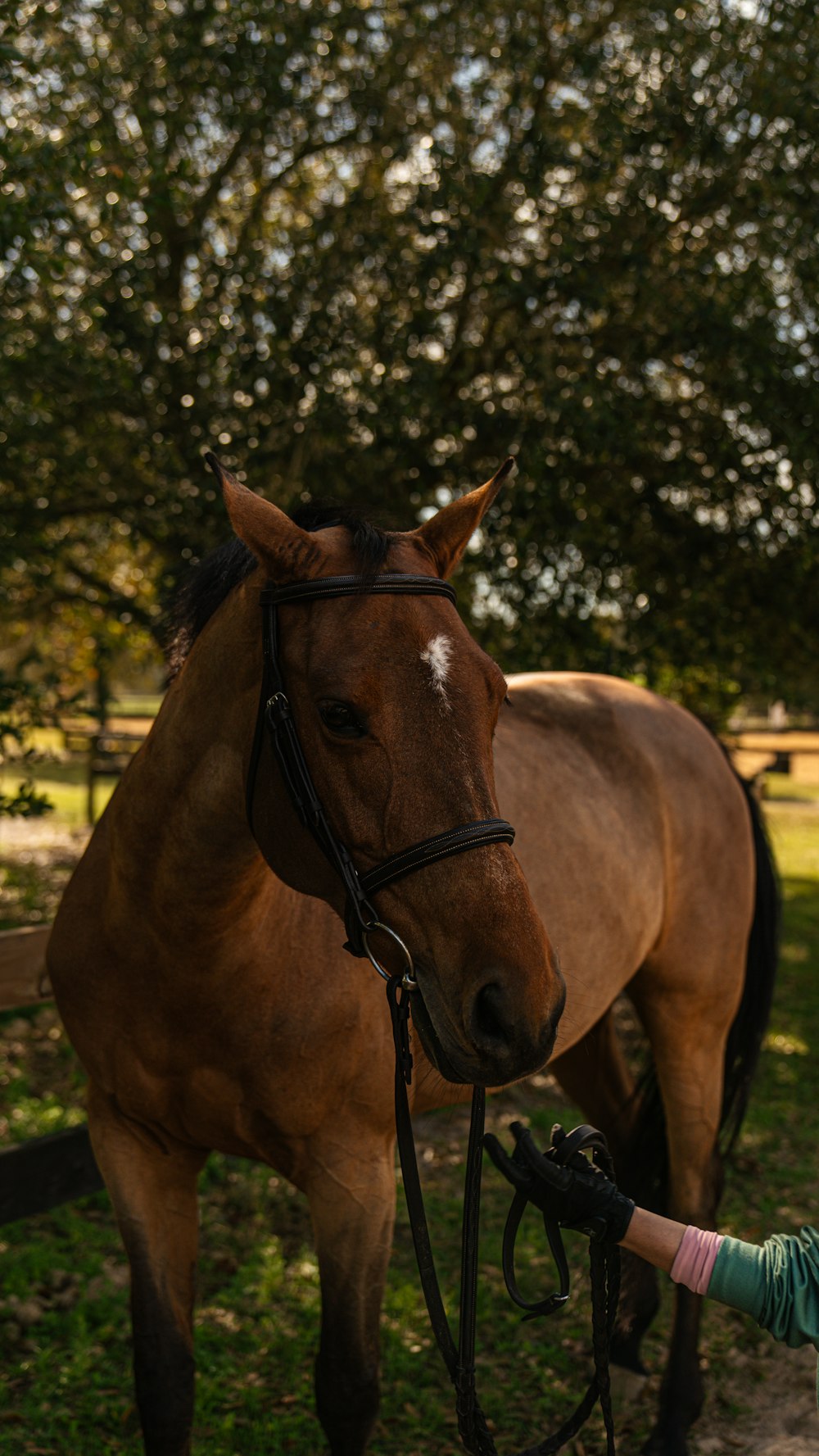 a woman is petting a brown horse in a field