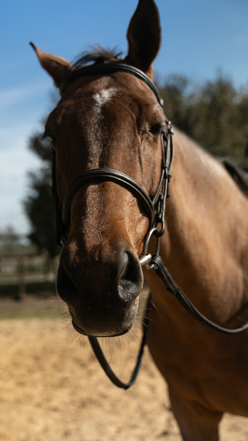 a brown horse standing on top of a dirt field