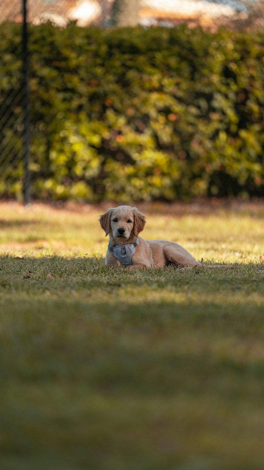 ein Hund, der mit einem Ball im Maul im Gras liegt