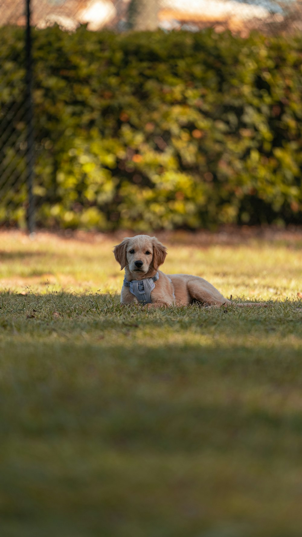 a dog laying in the grass with a ball in its mouth