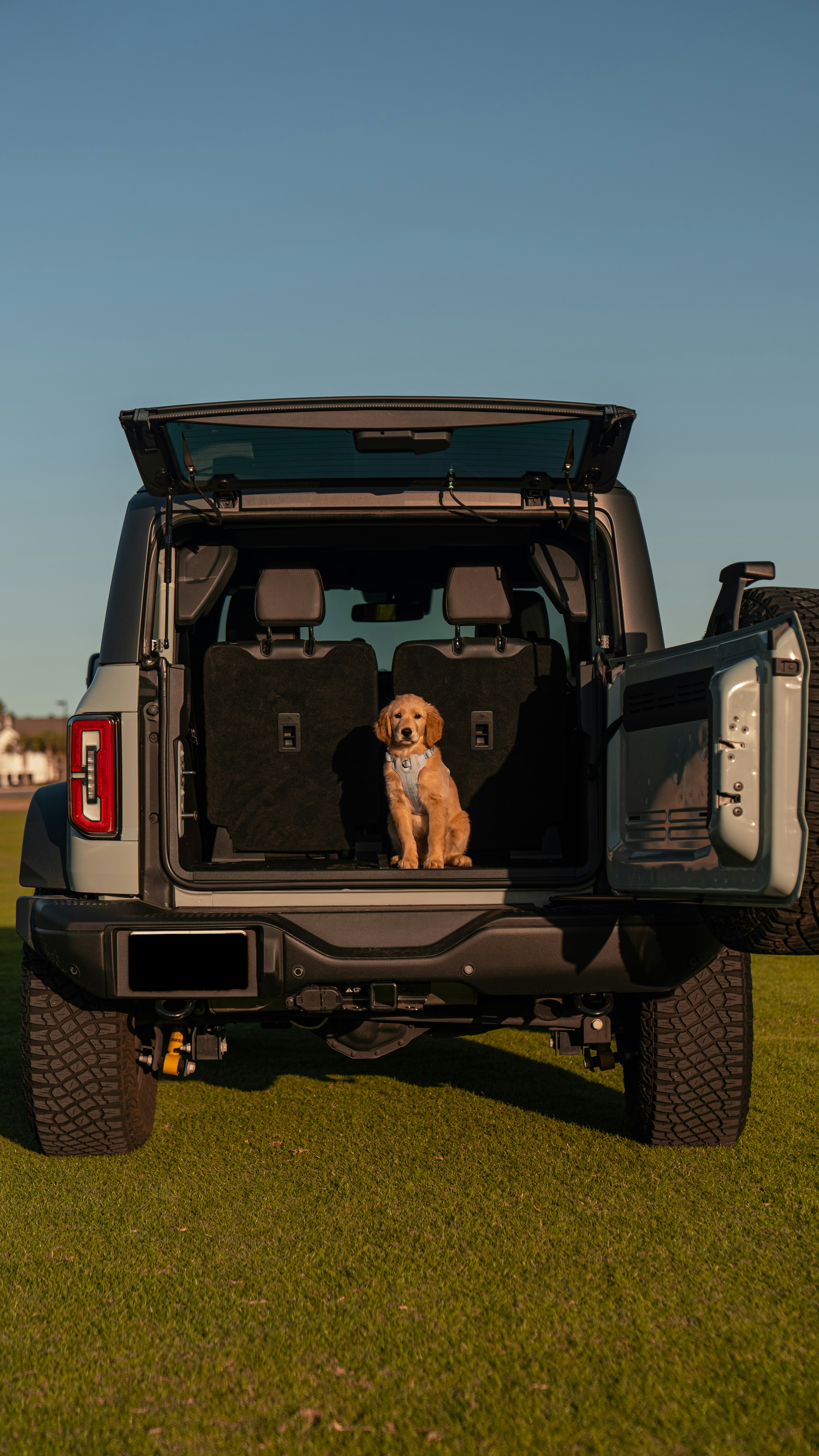 a dog sitting in the back of a truck