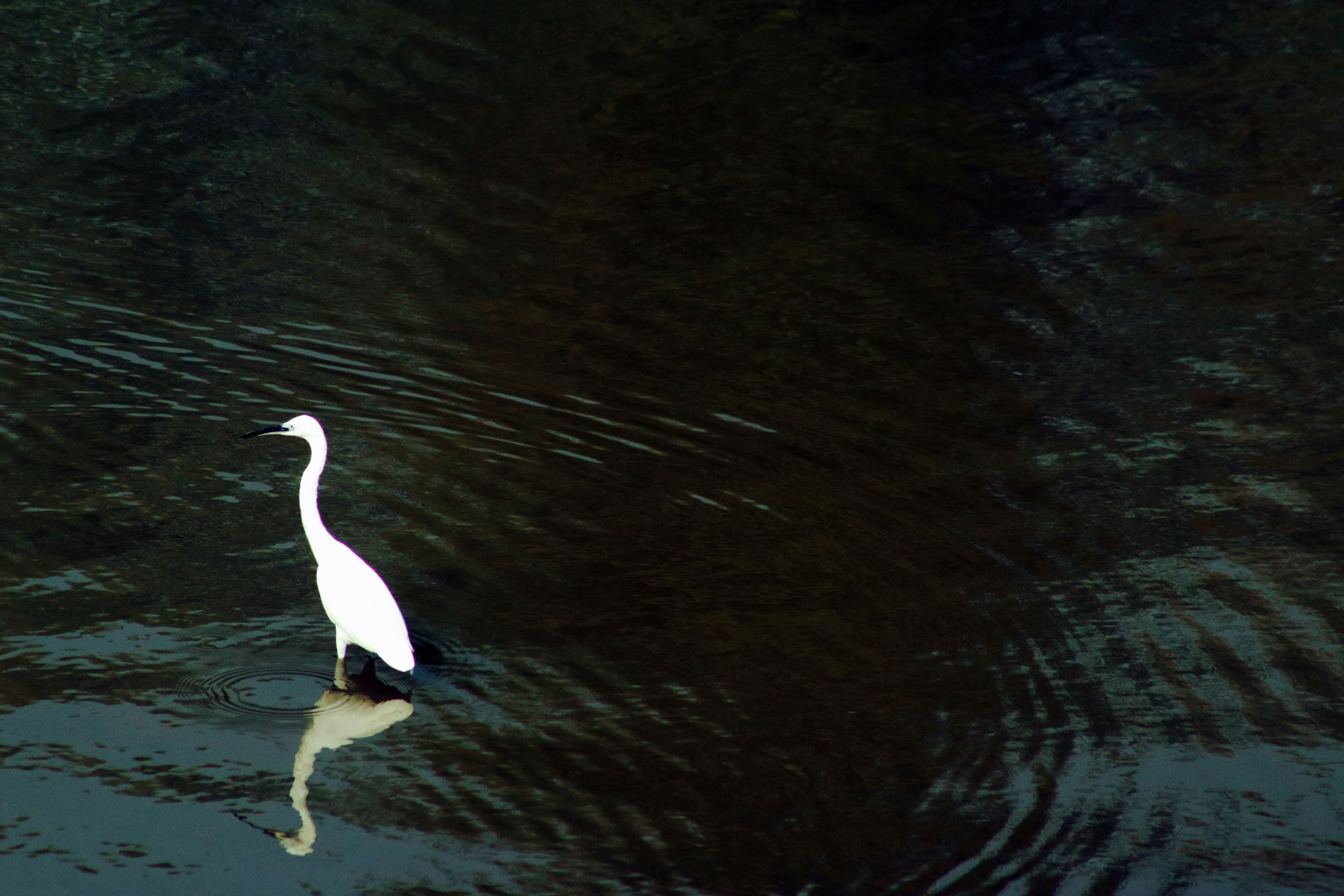 Photo by pushpak_art