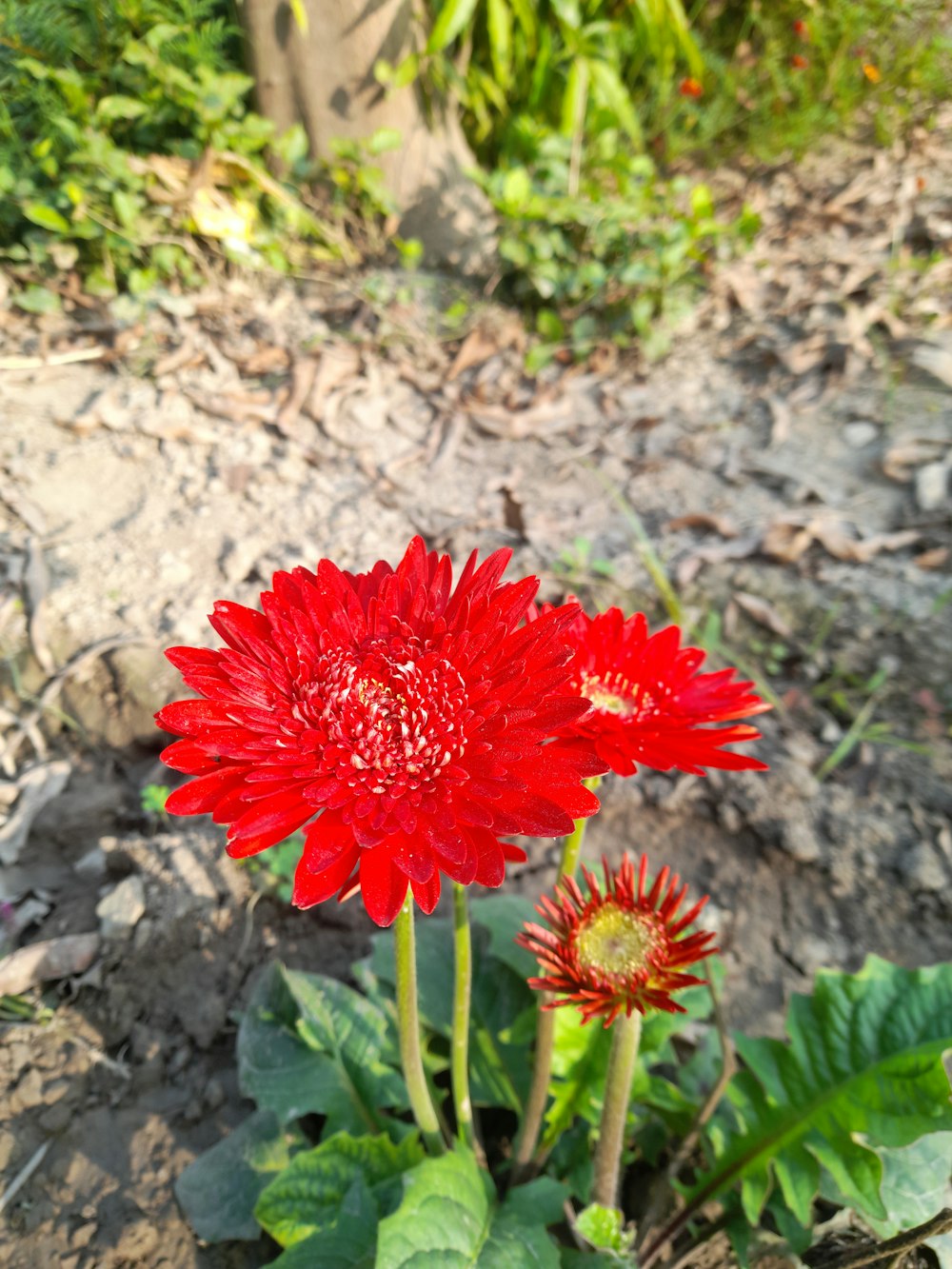 two red flowers in the dirt near some plants