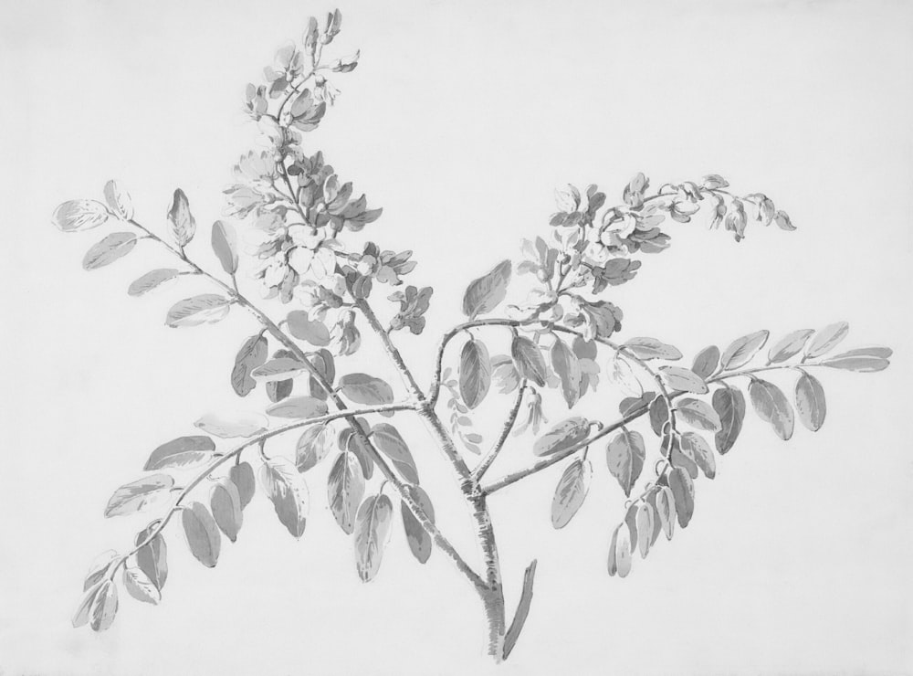 a drawing of a tree branch with leaves