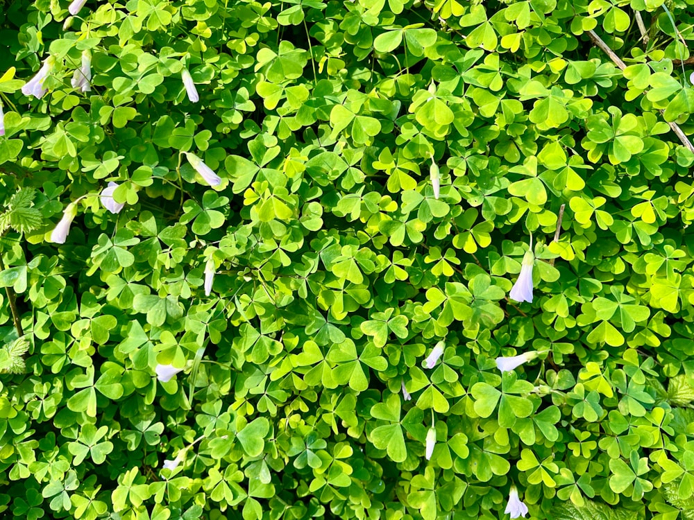 a close up of a green plant with white flowers