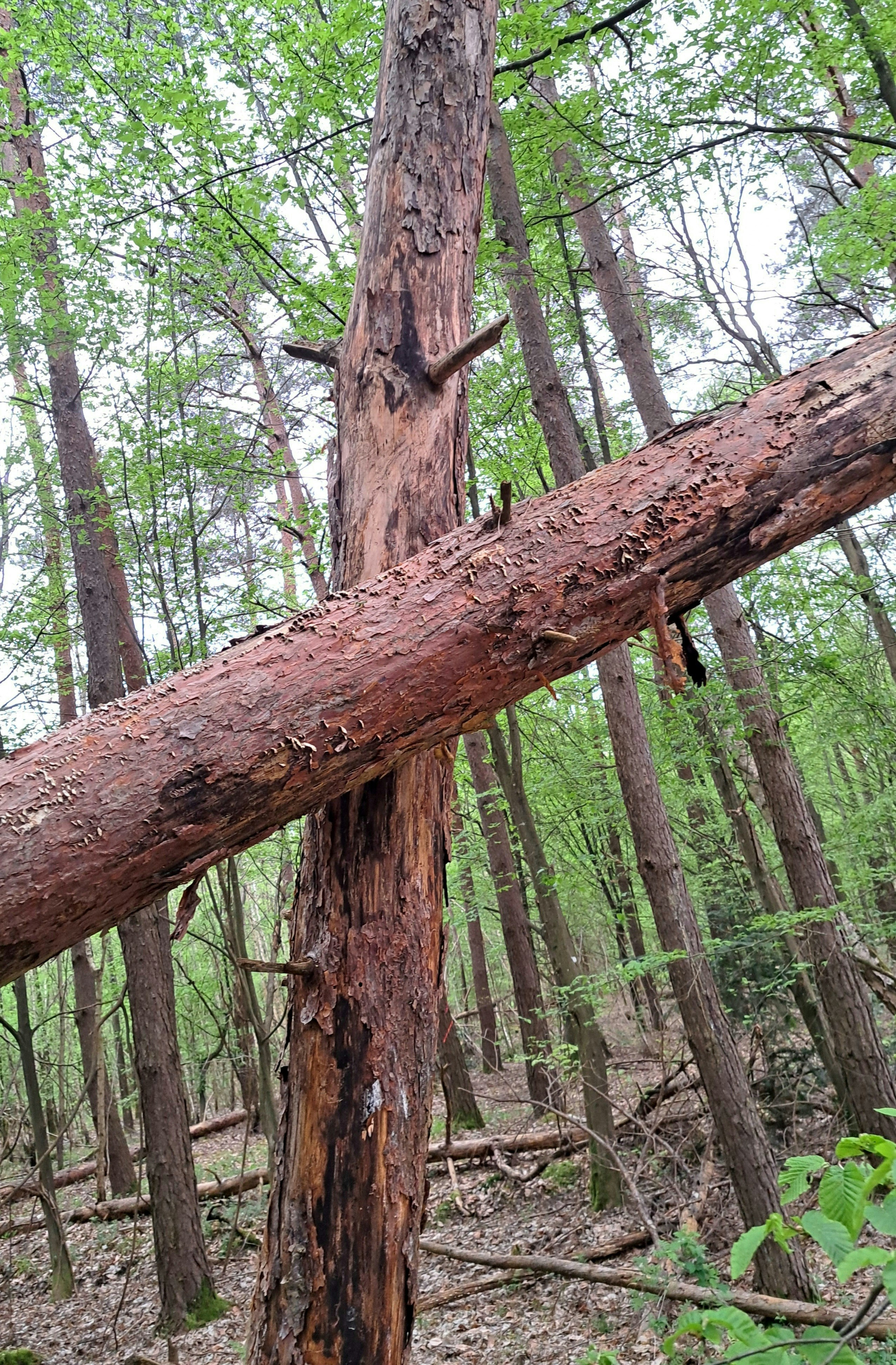 Photo by schreibmich