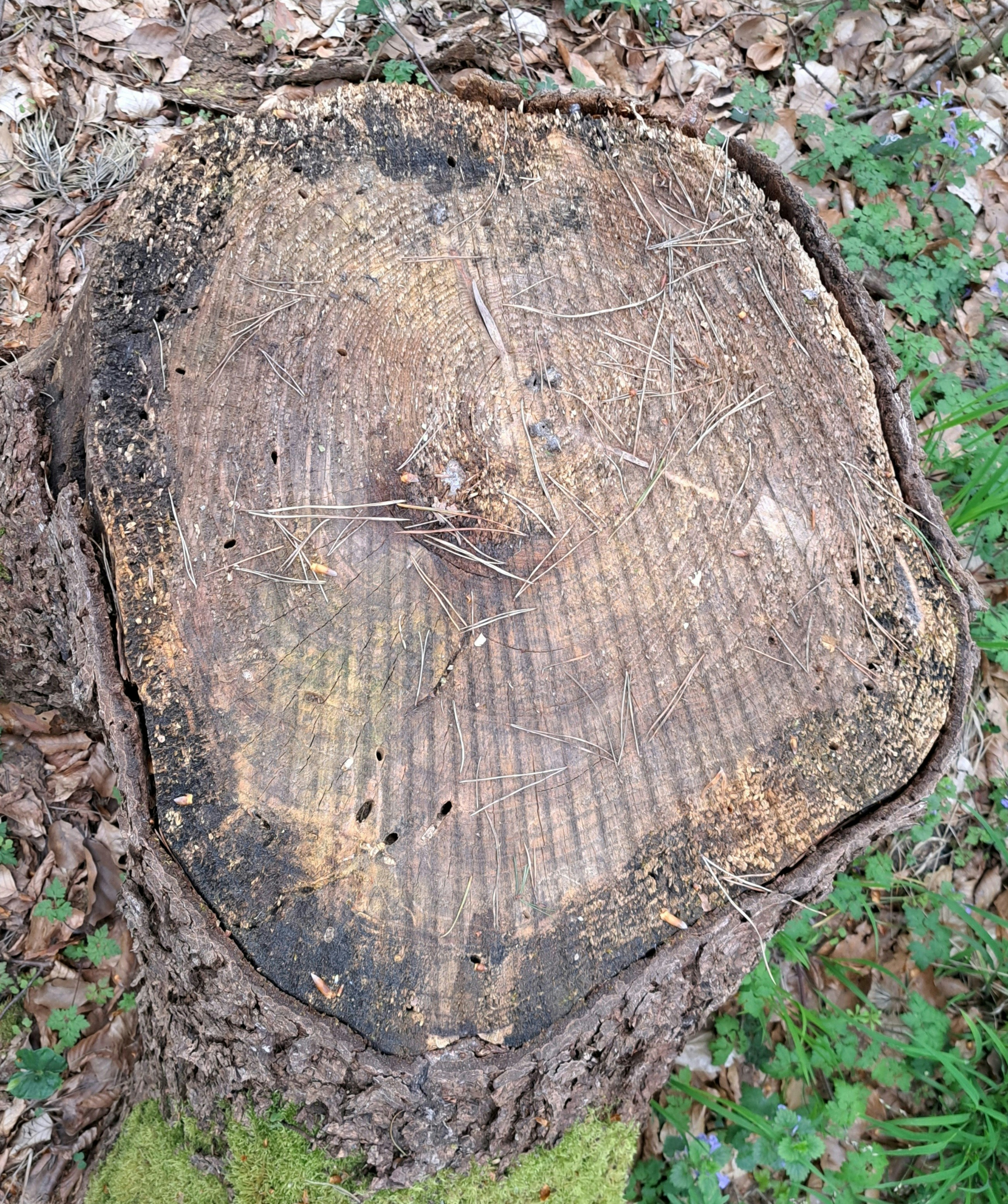 a piece of wood that is sitting in the grass
