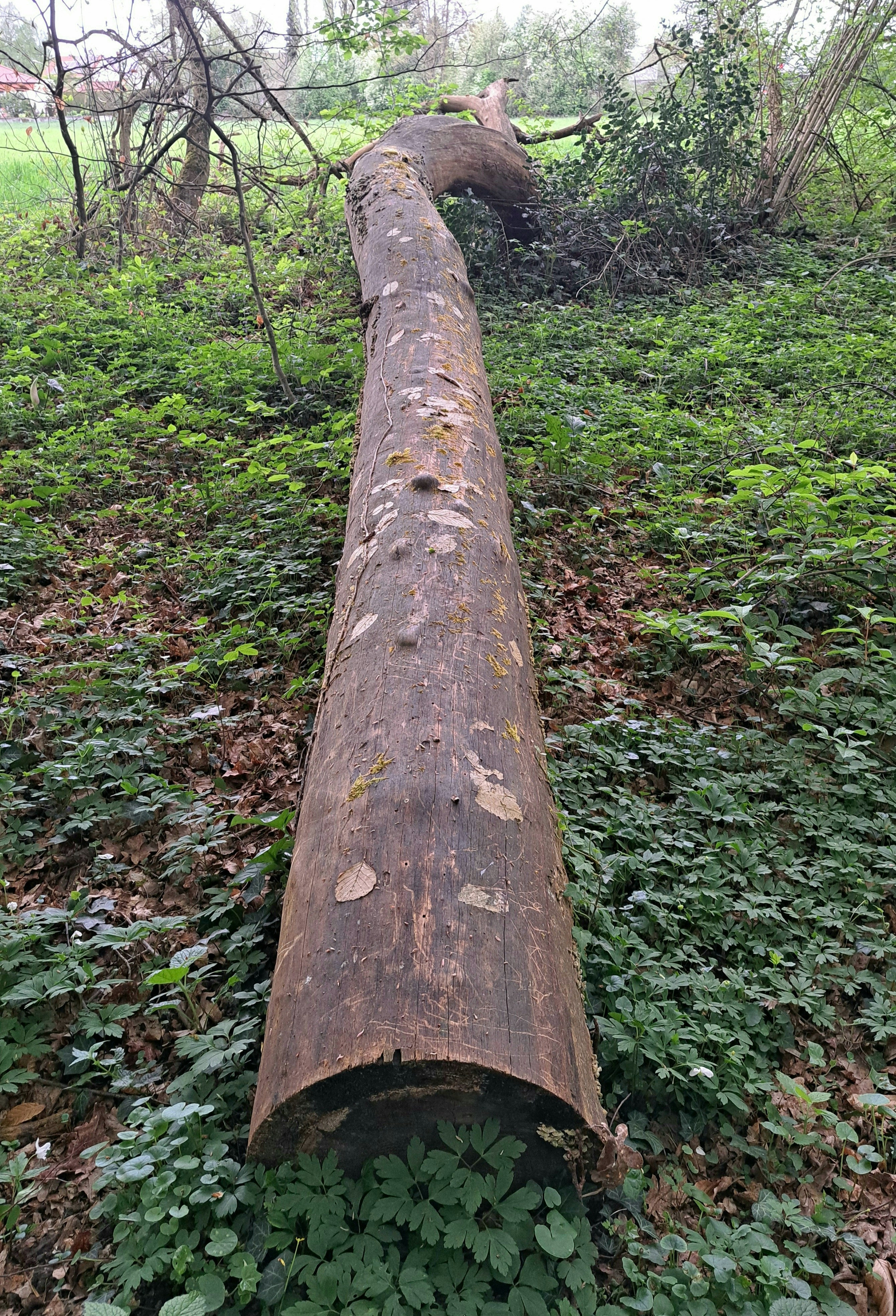 a large log laying on top of a lush green field