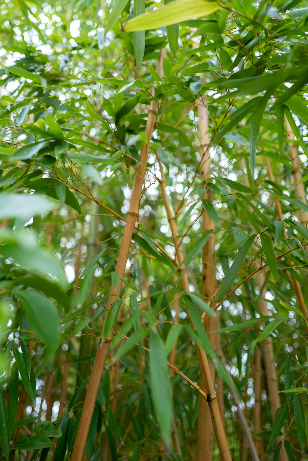 a bamboo tree with lots of green leaves