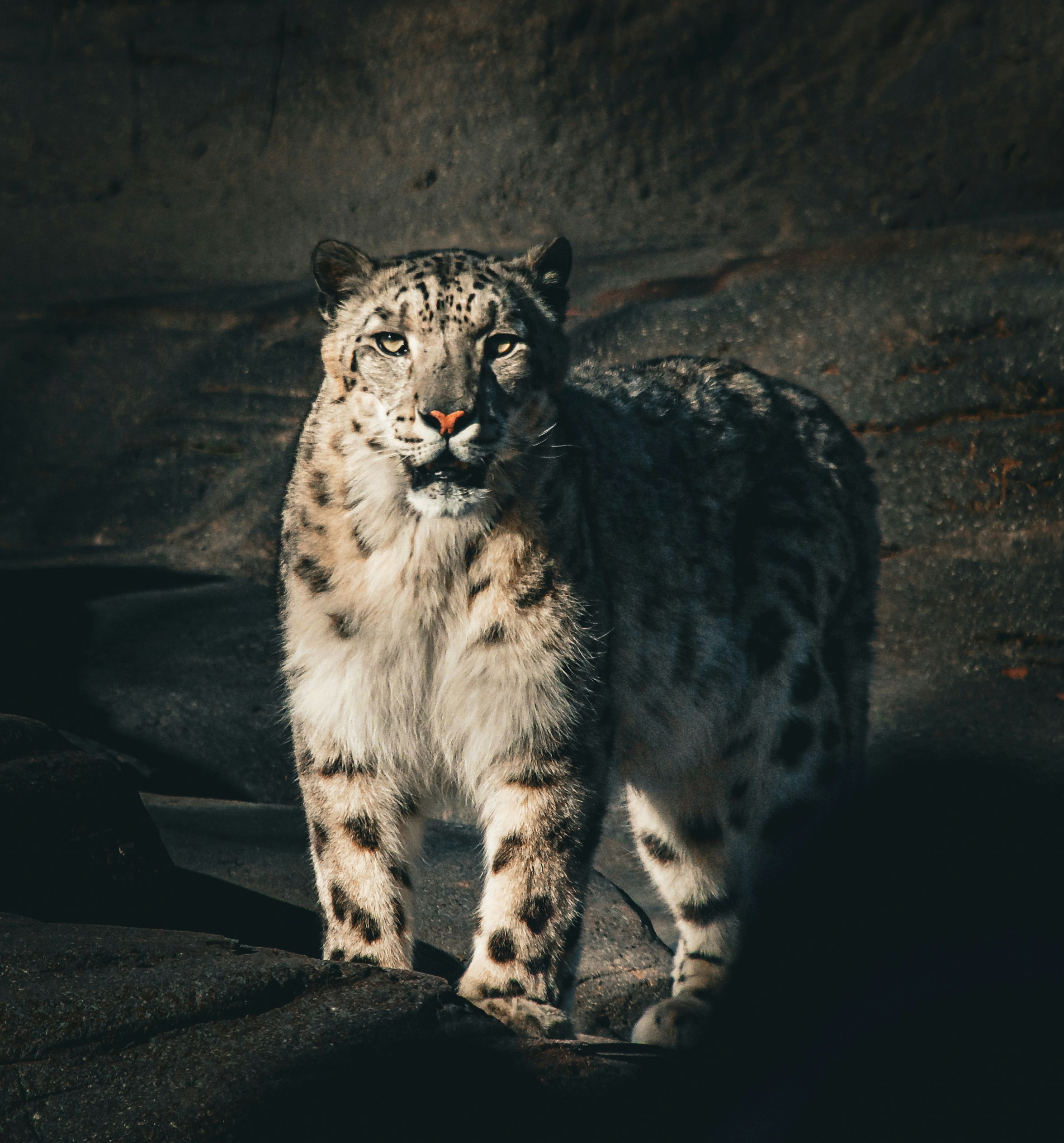 Shy but Fierce (image credits: unsplash)