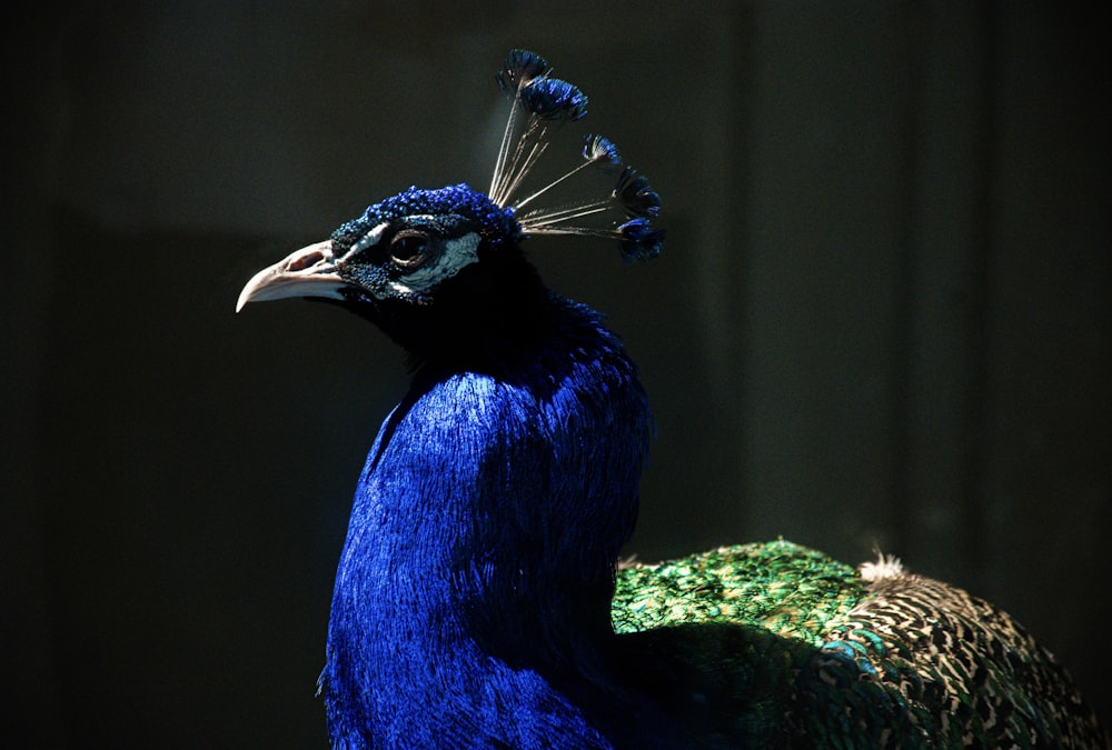 a blue bird with a long tail standing in the dark