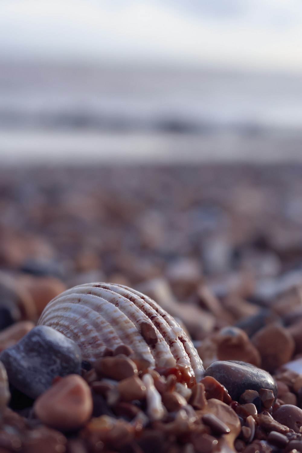 a seashell on a rocky beach on a cloudy day