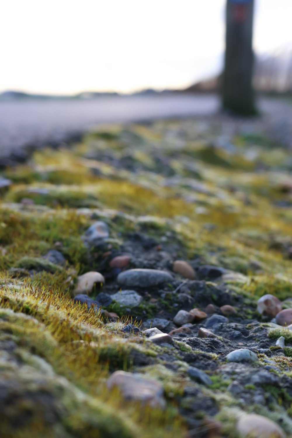 a close up of rocks and grass on the ground