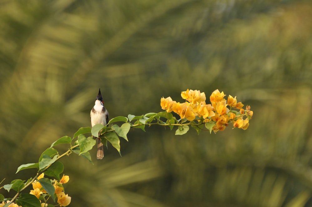 a bird perched on a branch with yellow flowers