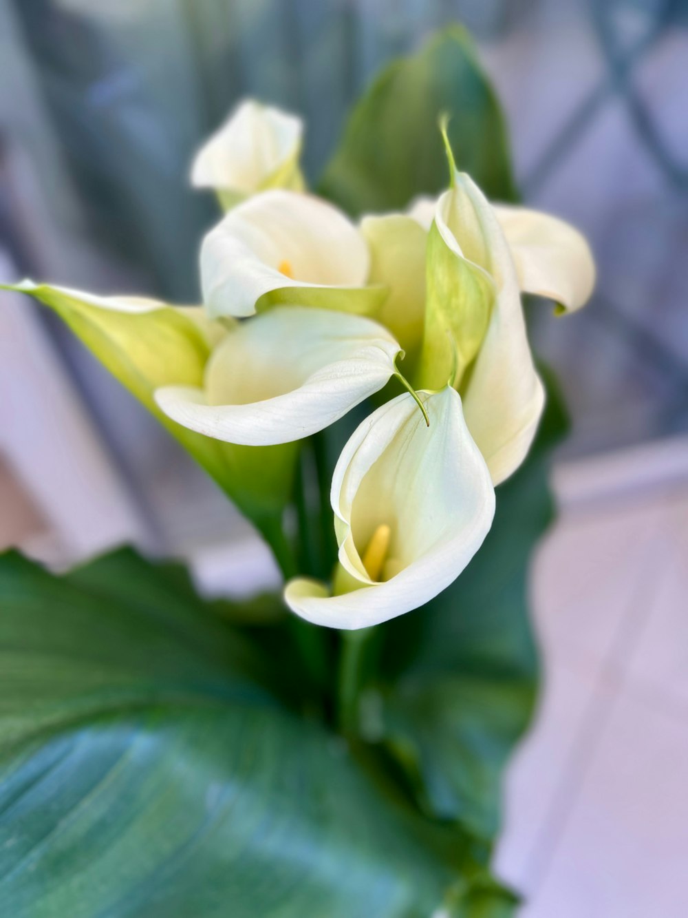 a close up of a white flower with green leaves