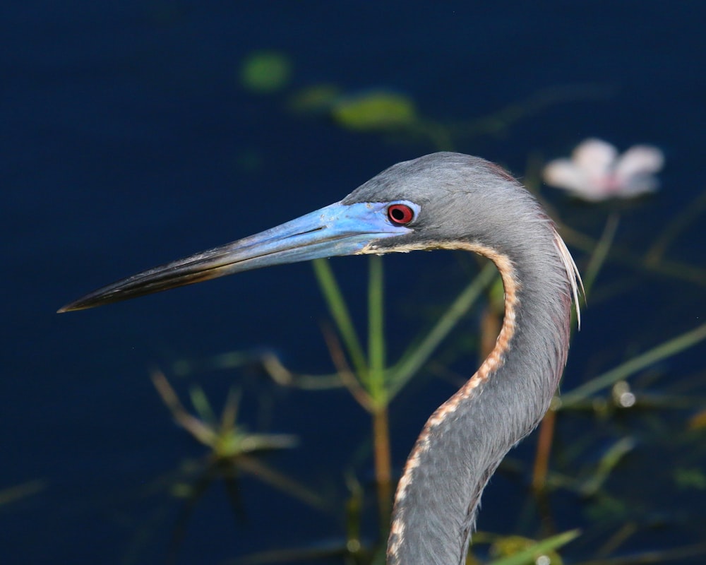 a close up of a bird in a body of water