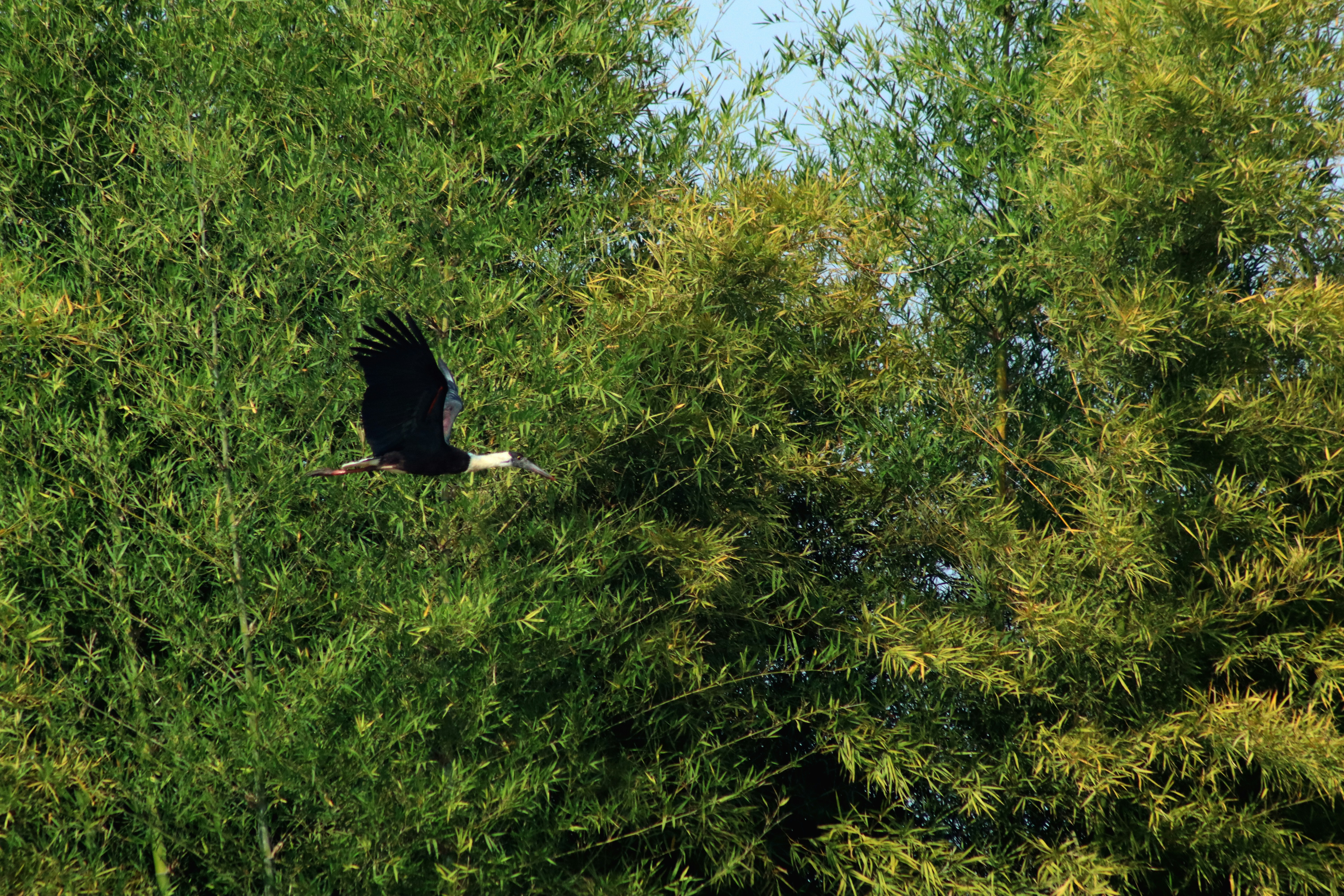 Photo by pushpak_art