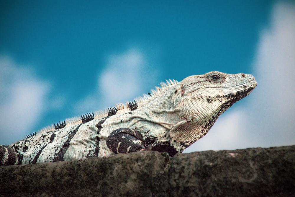 a close up of a lizard on a wall