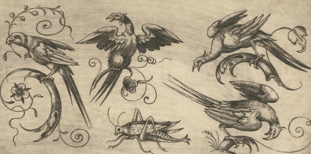 a drawing of birds and insects on a piece of paper