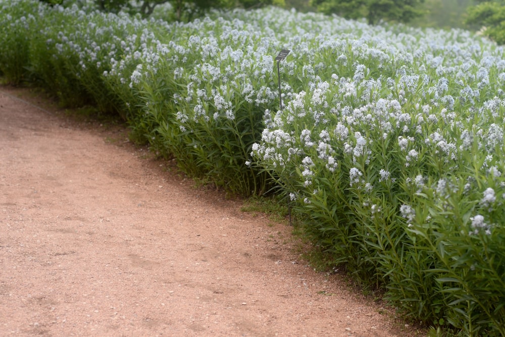 a field of white flowers on a dirt road
