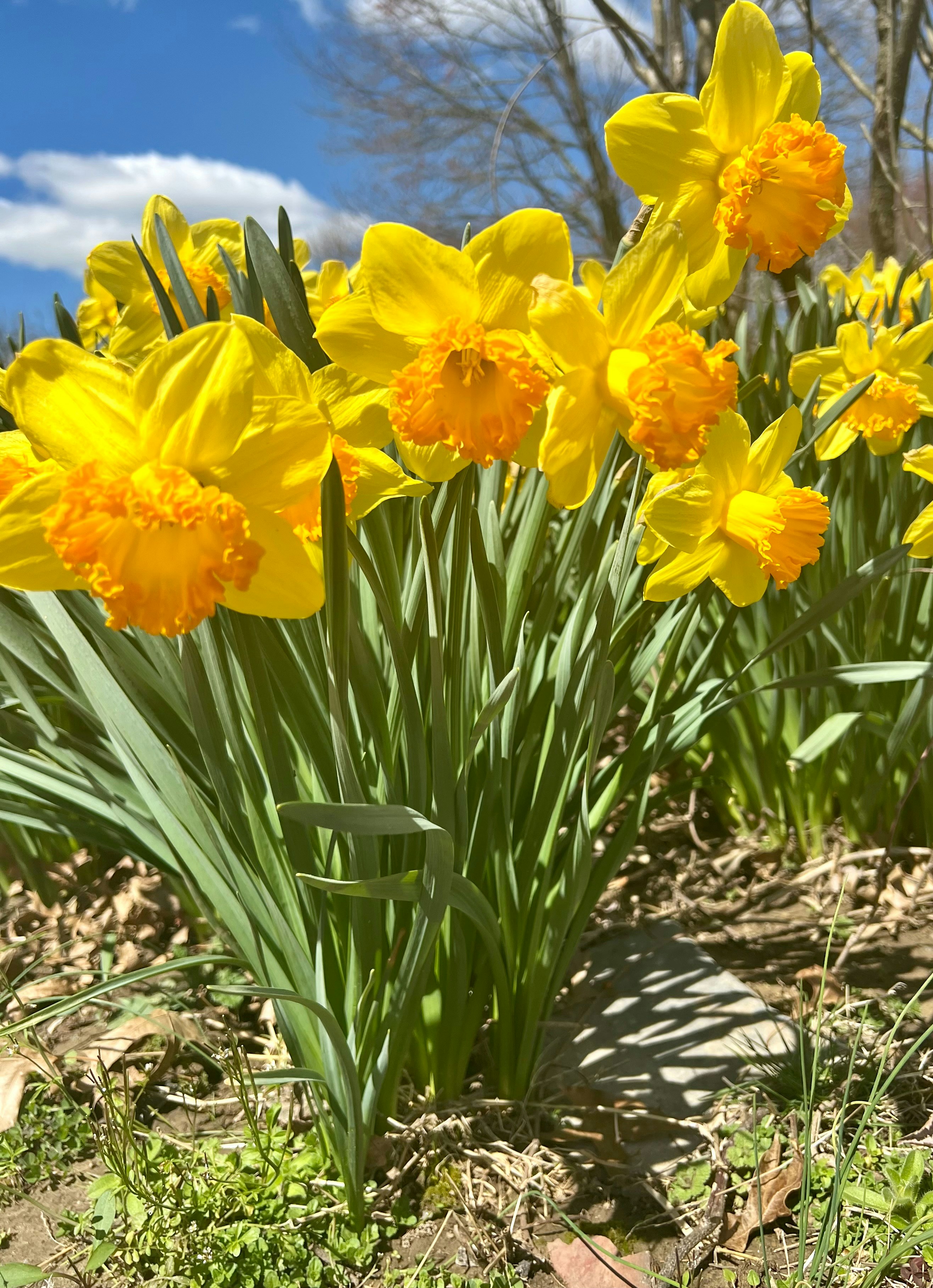a bunch of flowers that are in the grass