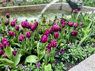 Пролетна цветна леха, пълна с цъфтящи лилави лалета в ярки цветове.