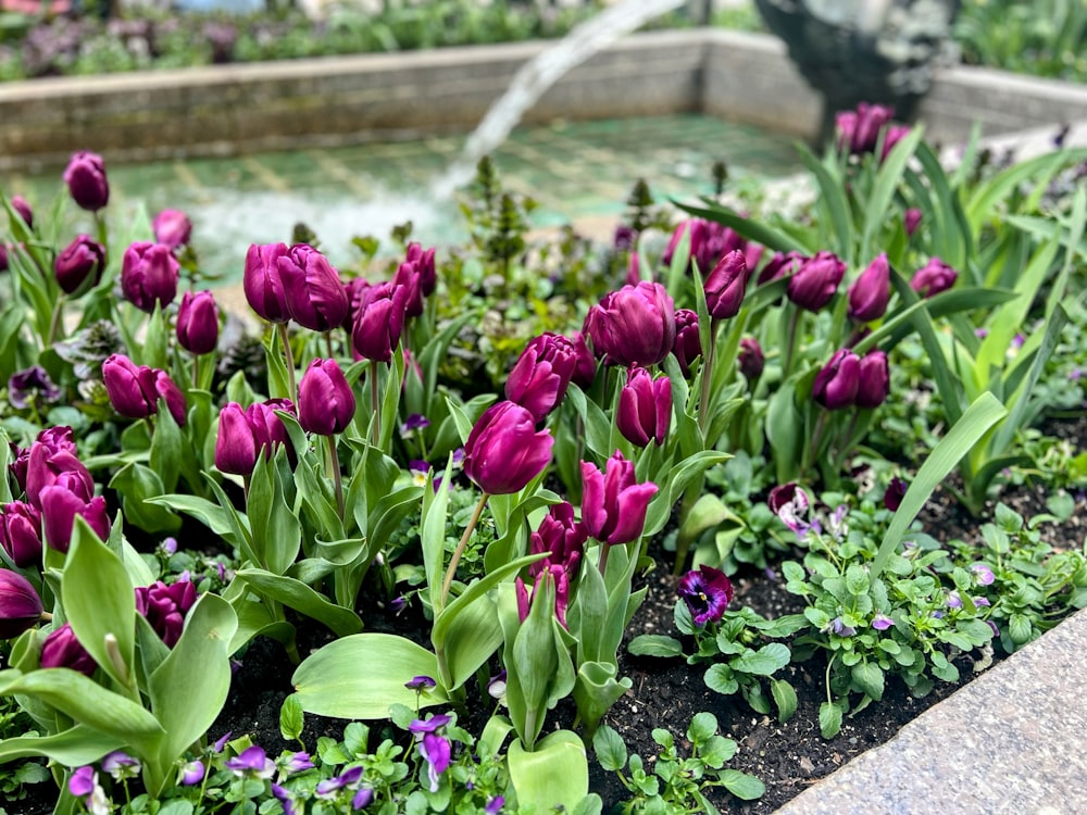 Un jardin rempli de nombreuses fleurs violettes