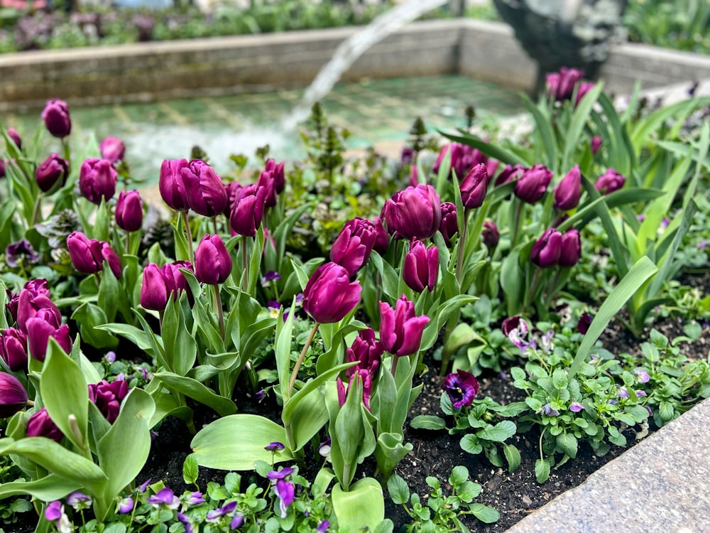 a garden filled with lots of purple flowers