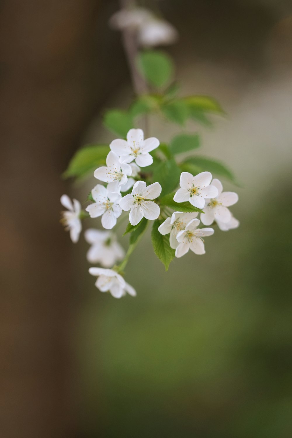 a branch with white flowers and green leaves