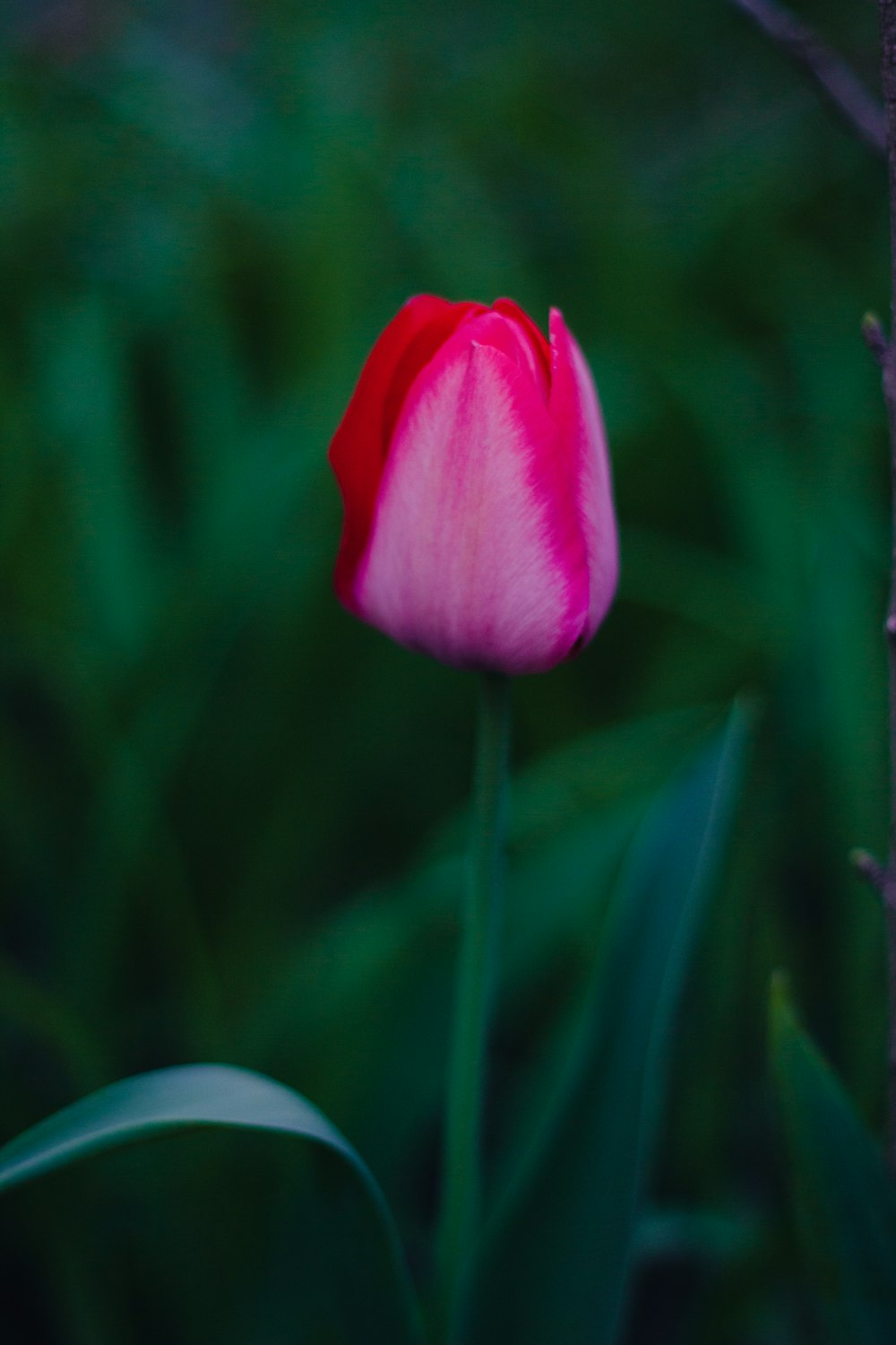 a pink and white tulip in a garden