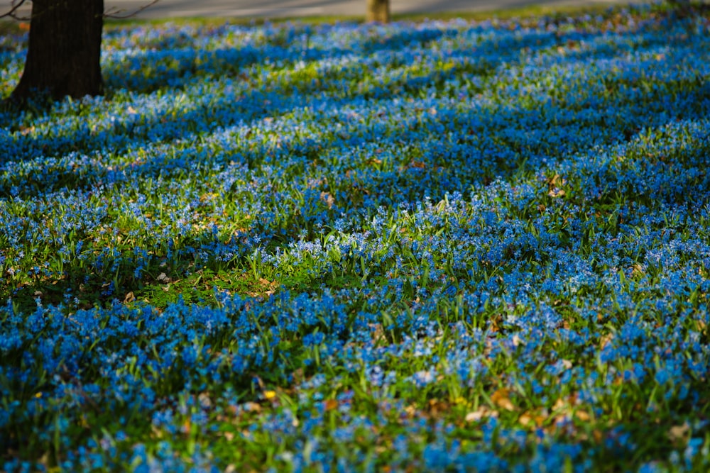 a field full of blue flowers next to a tree