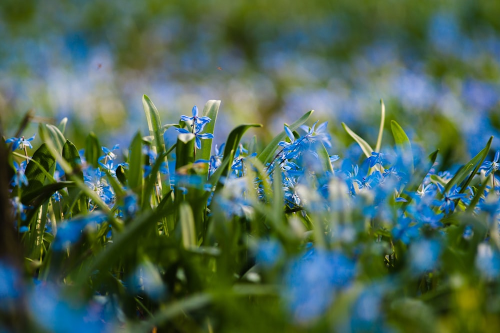 a close up of blue flowers in a field