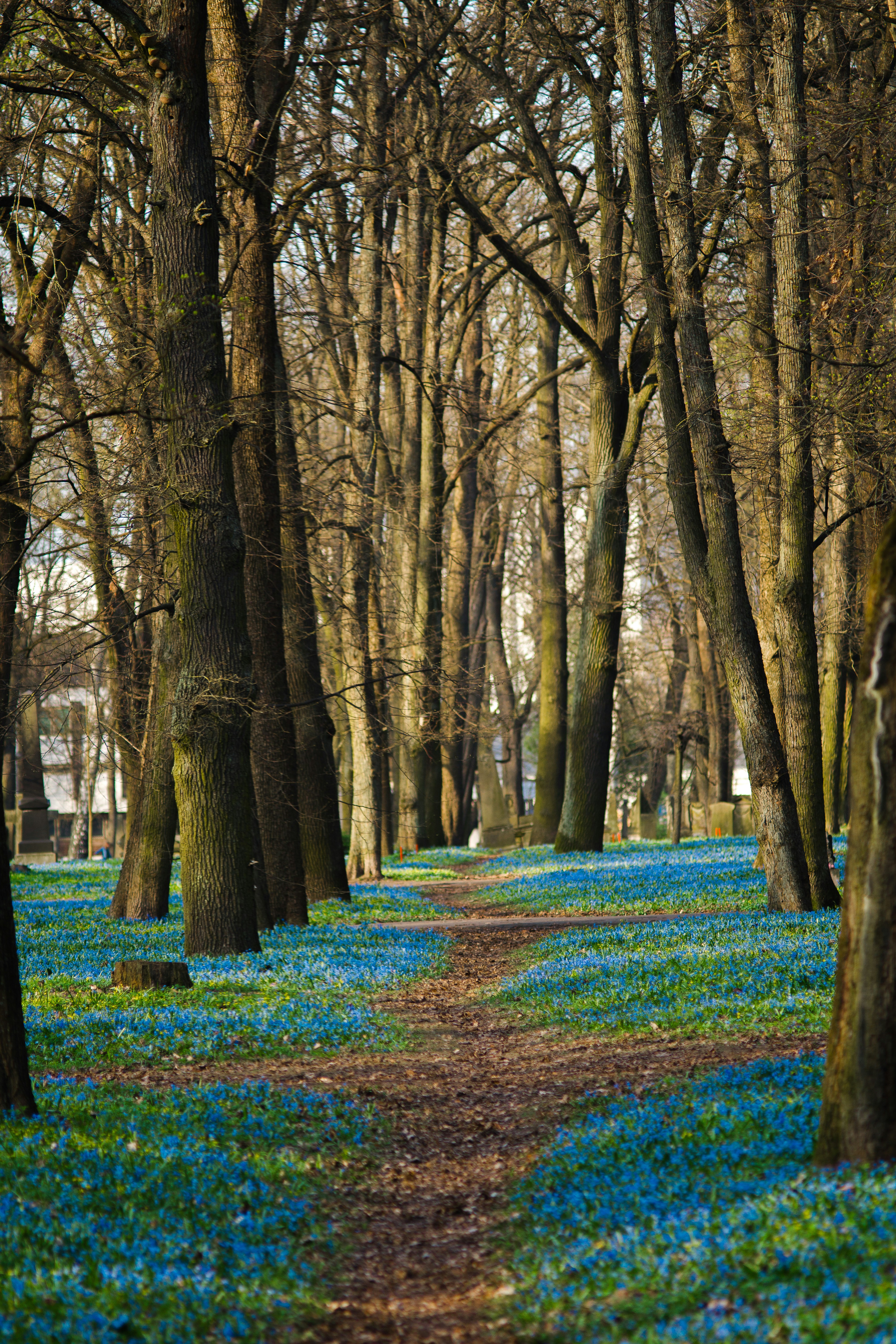 a path through a forest of blue flowers