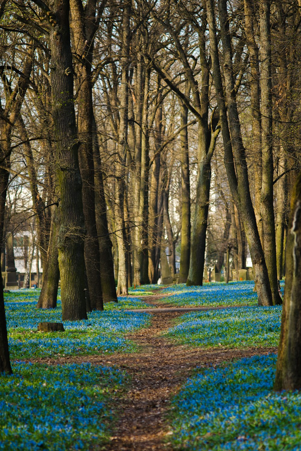 a path through a forest of blue flowers