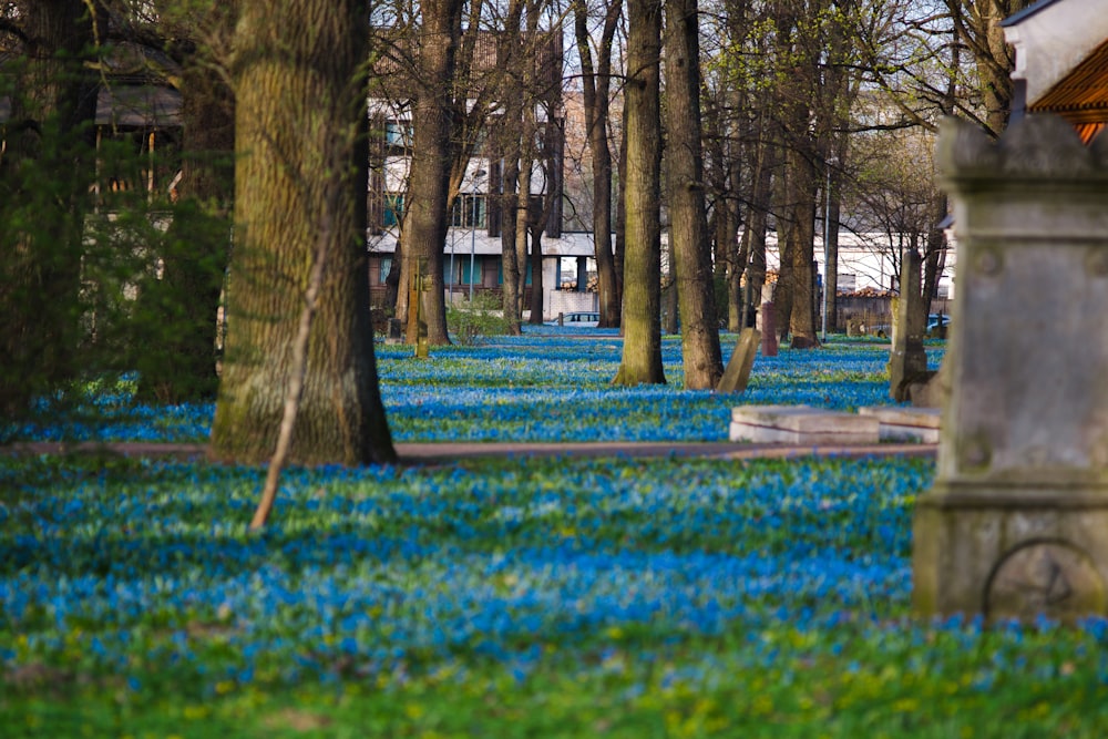a park filled with lots of trees and blue flowers