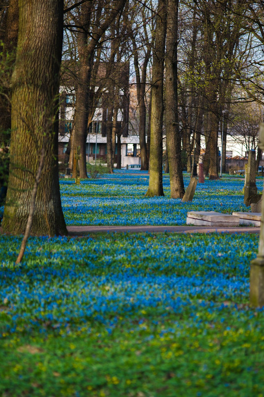 a park filled with lots of trees and blue flowers