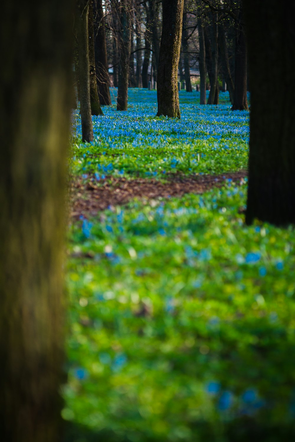 a forest filled with lots of trees and blue flowers