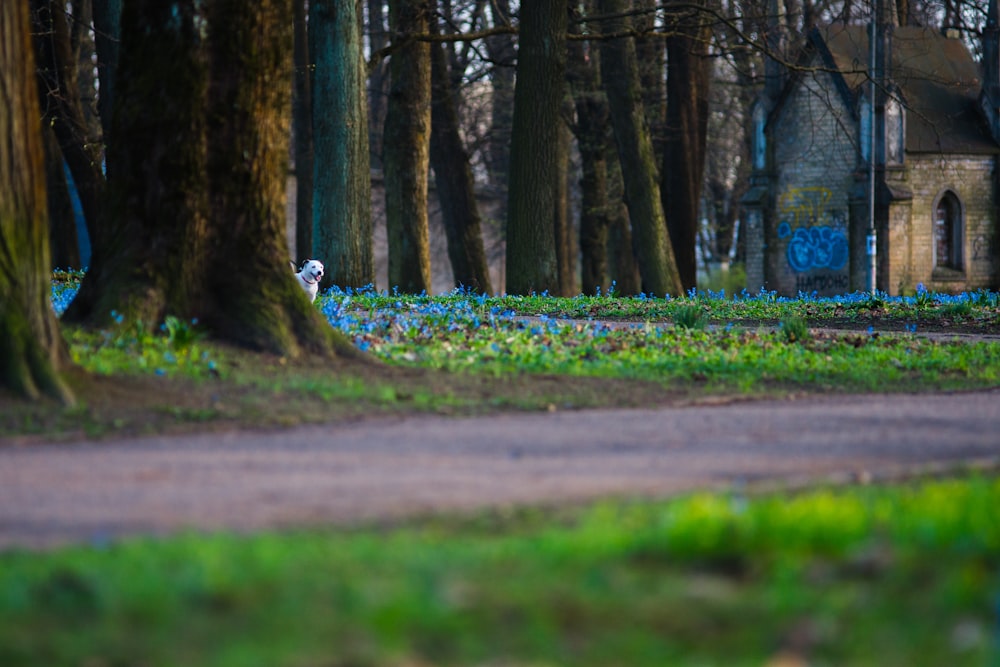 a house in the middle of a forest with blue flowers