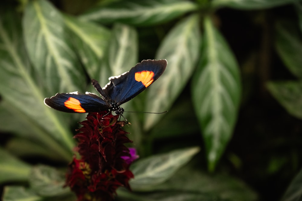 ein blauer und orangefarbener Schmetterling, der auf einer roten Blume sitzt