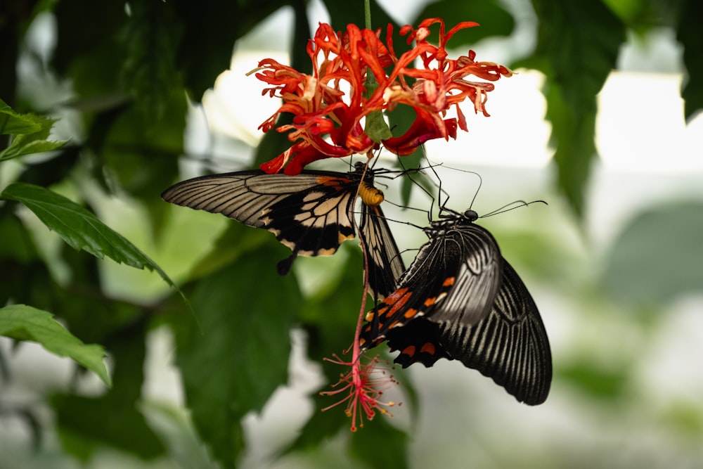 a couple of butterflies that are on a flower