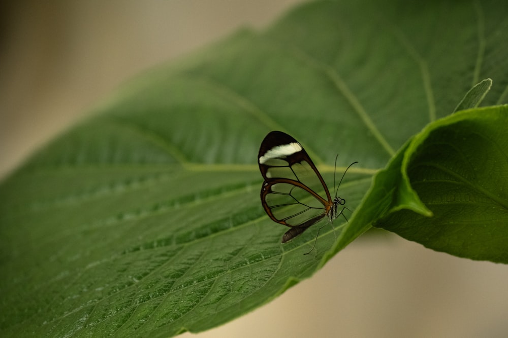 a close up of a butterfly on a leaf