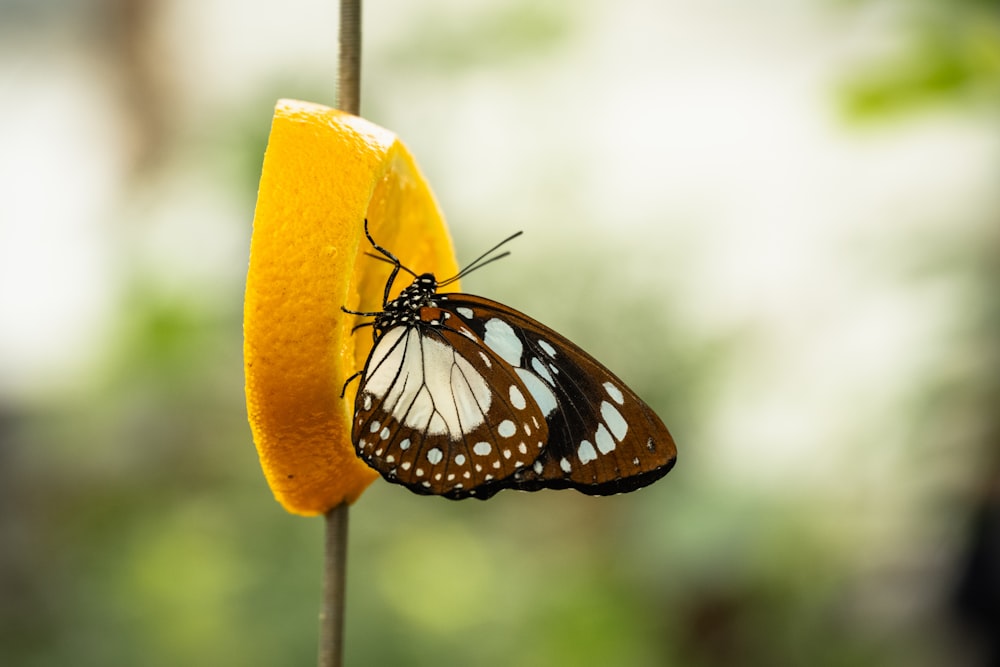 a butterfly sitting on a piece of fruit