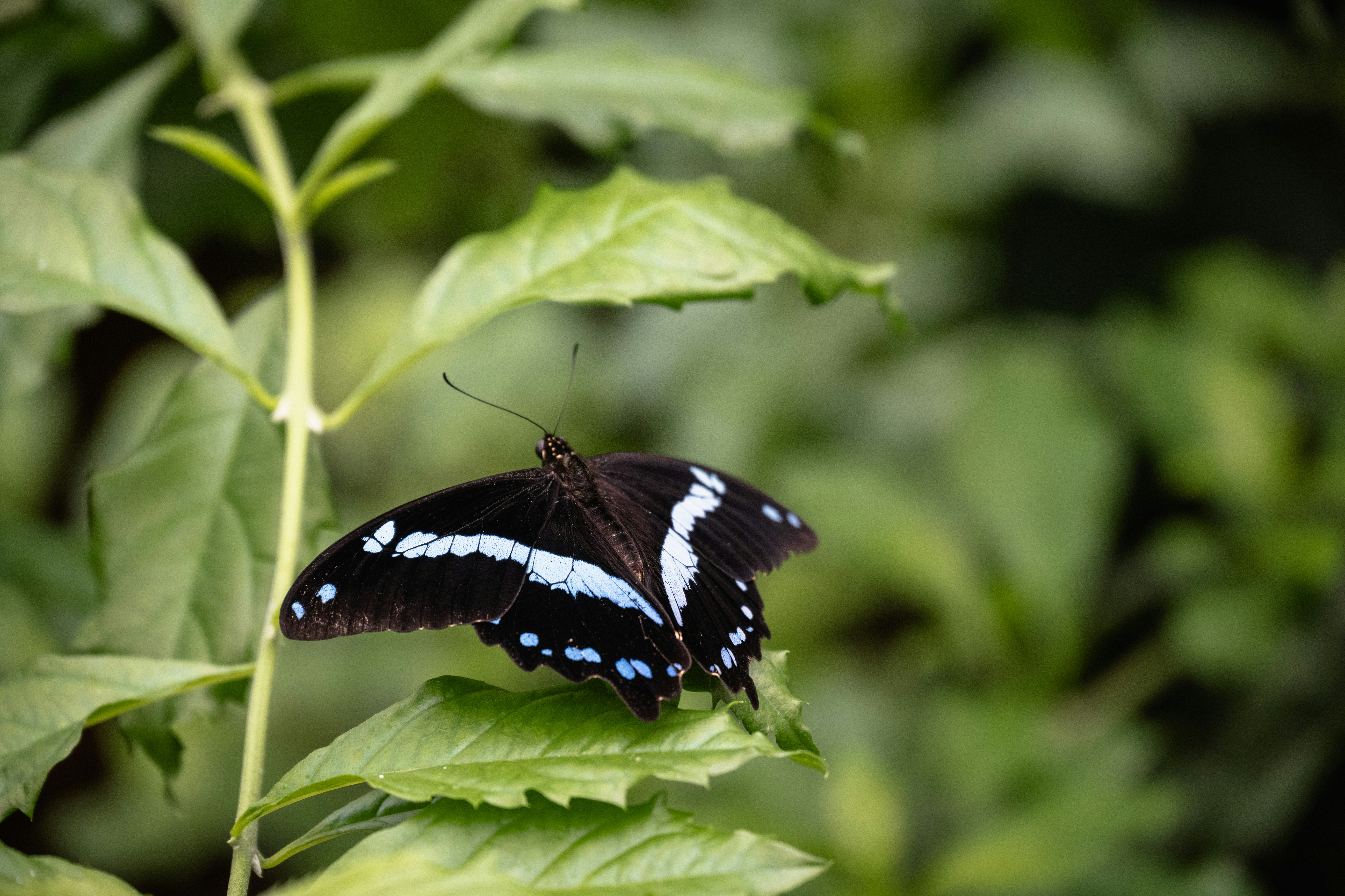 Photo by gabor_koszegi